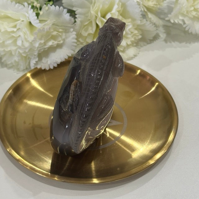 Druzy Agate Lizard | 506g