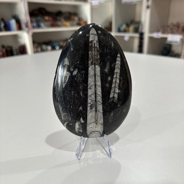 Orthoceras Fossil Plate