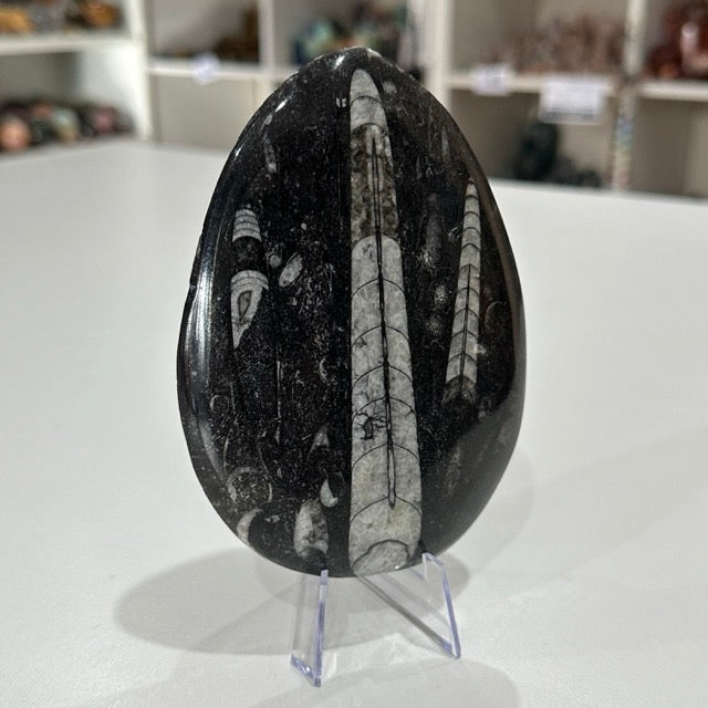 Orthoceras Fossil Plate