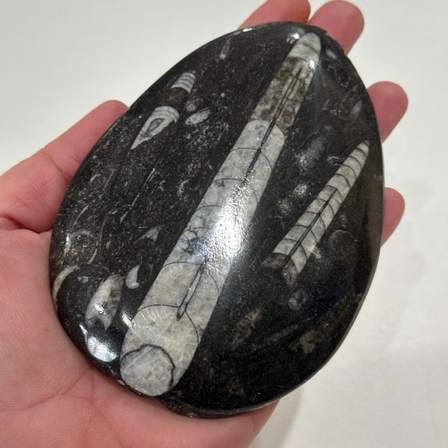 Orthoceras Fossil Plate