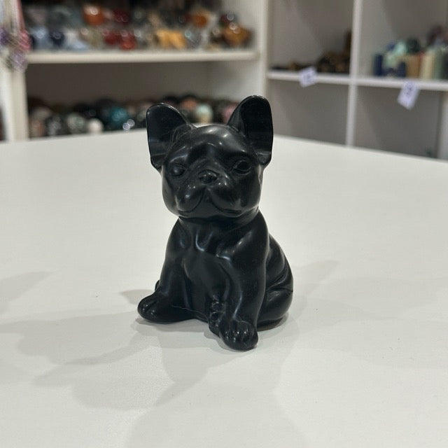 Black Obsidian French Bulldogs