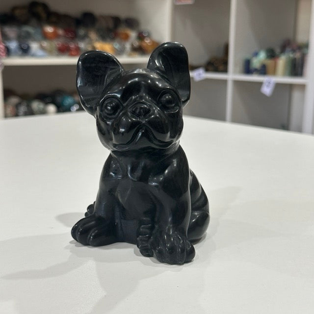 Black Obsidian French Bulldogs