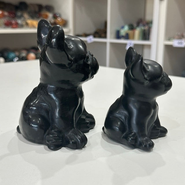 Black Obsidian French Bulldogs