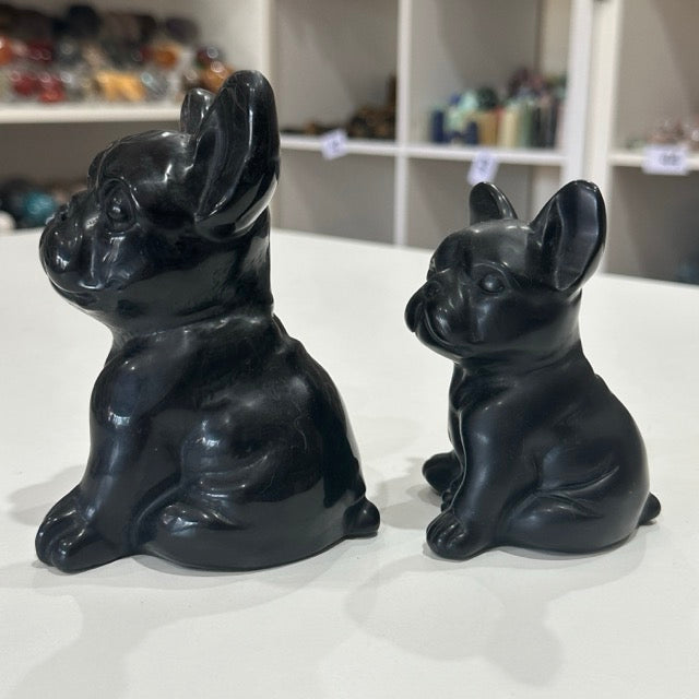 Black Obsidian French Bulldogs