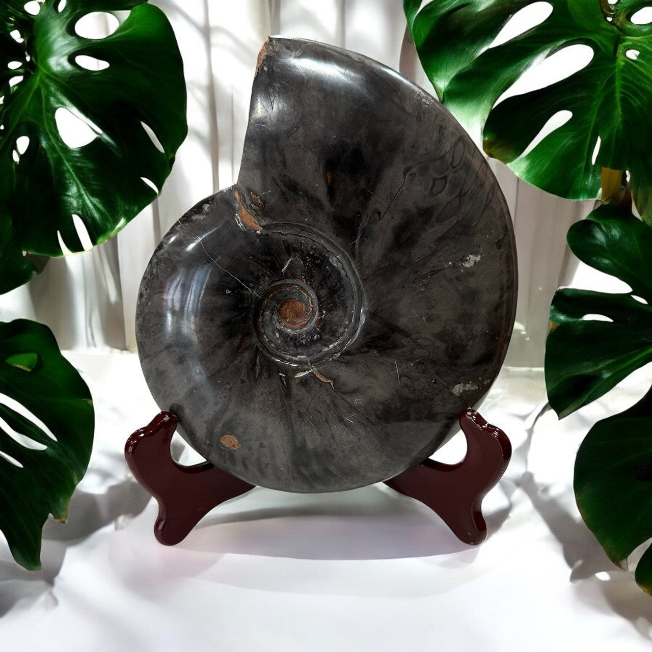 Large Black Ammonite Fossil with stand | 1.1kg