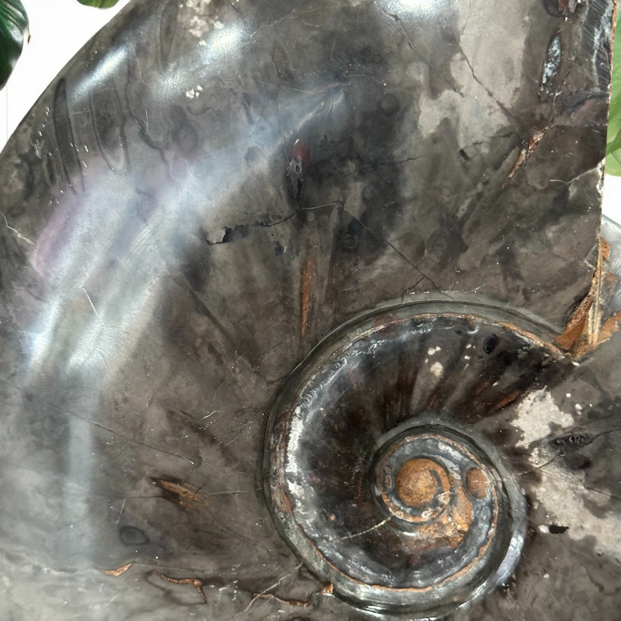 Large Black Ammonite Fossil with stand | 1.1kg