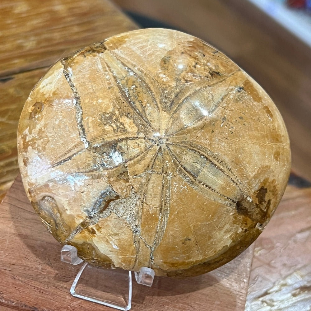 Sand Dollar Fossil