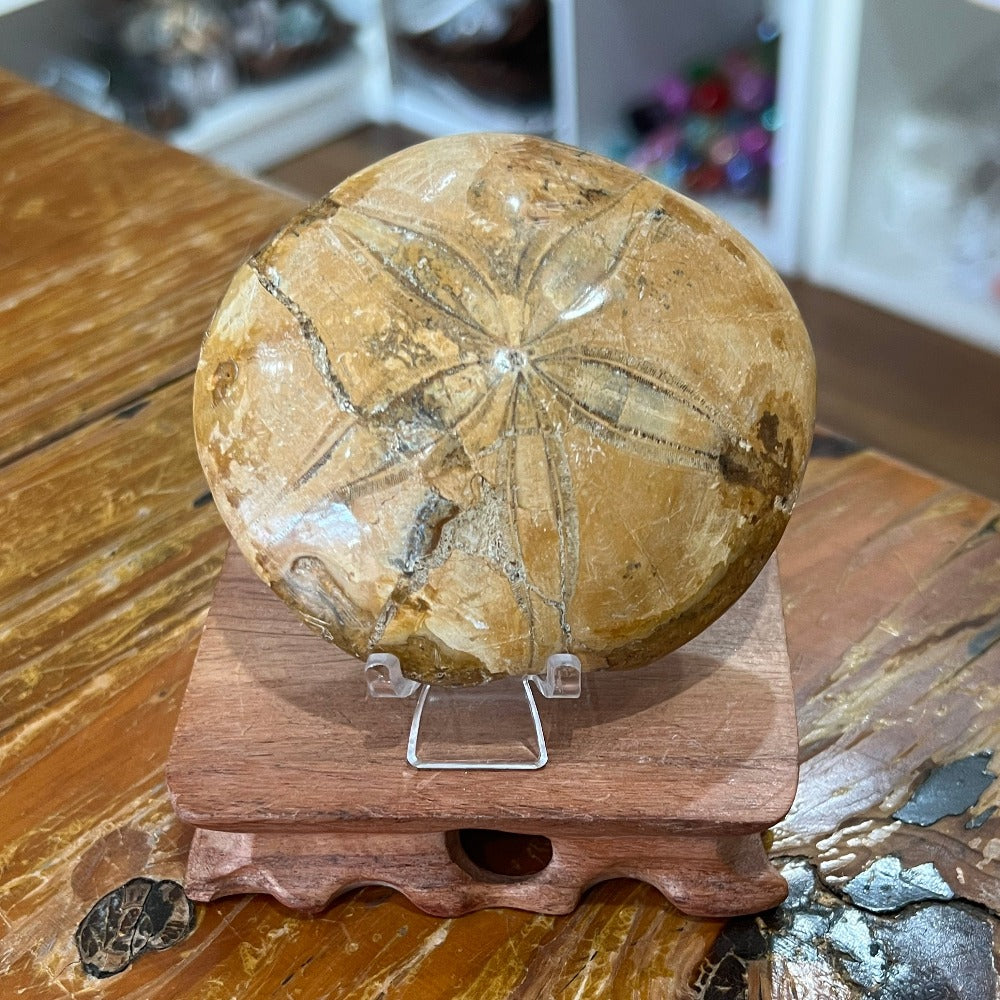 Sand Dollar Fossil