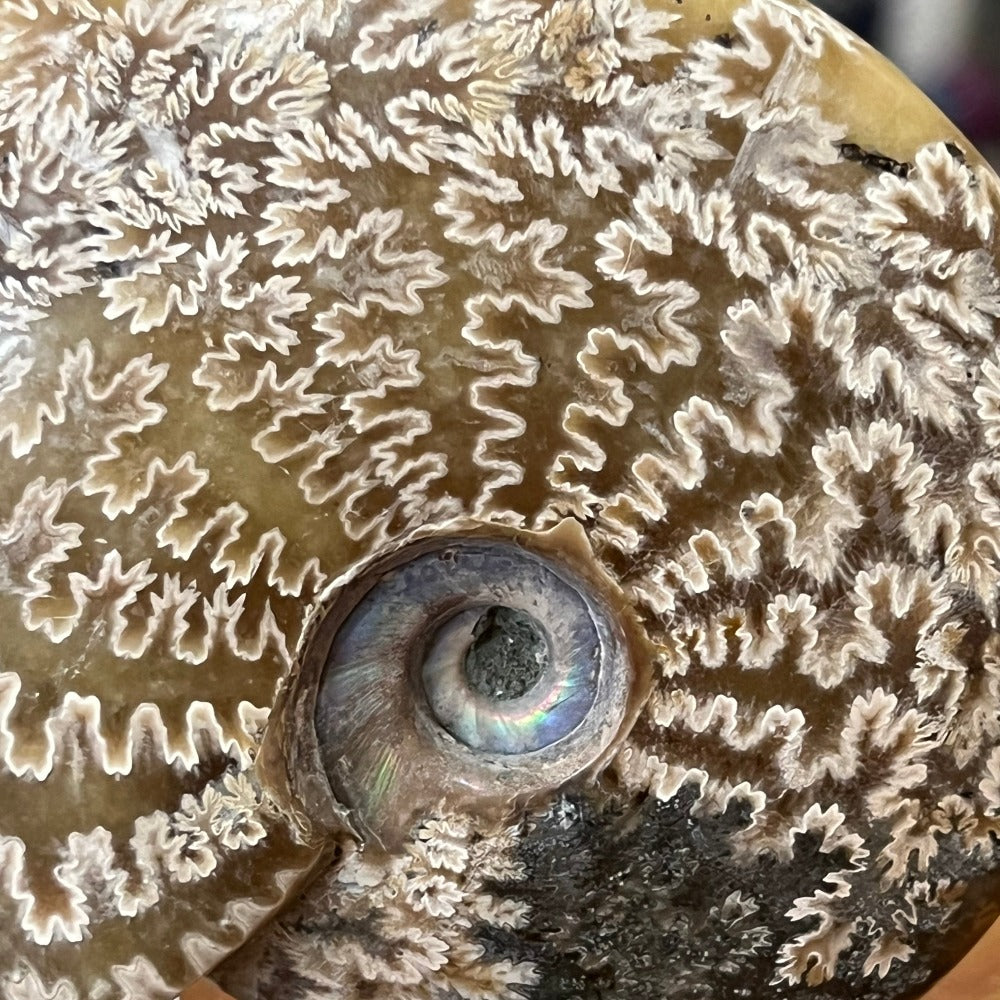 Ammonite Shell Fossil