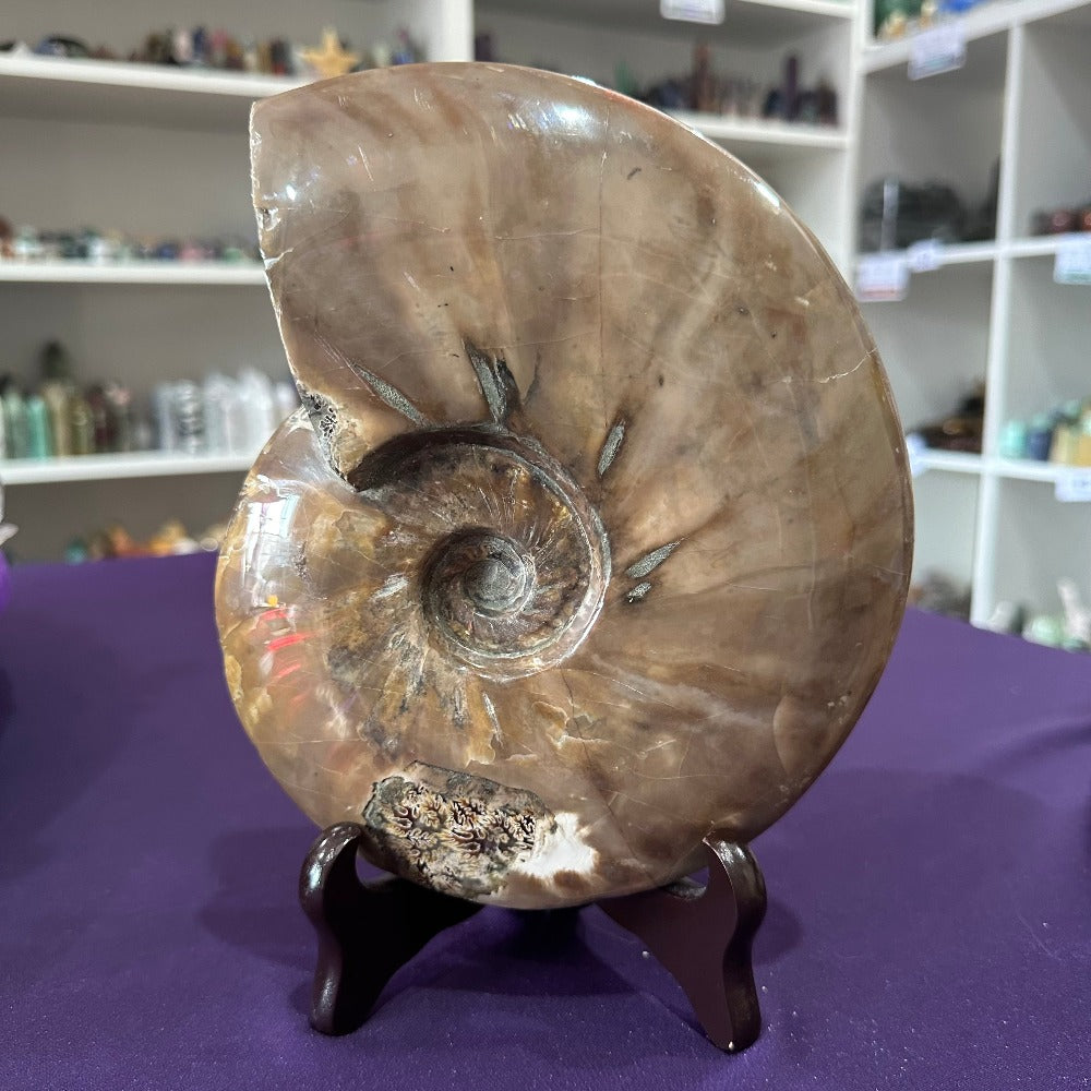 Large Ammonite Fossil with stand