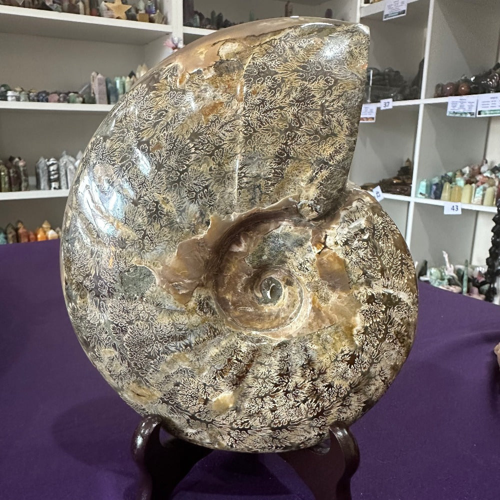 Large Ammonite Fossil with stand