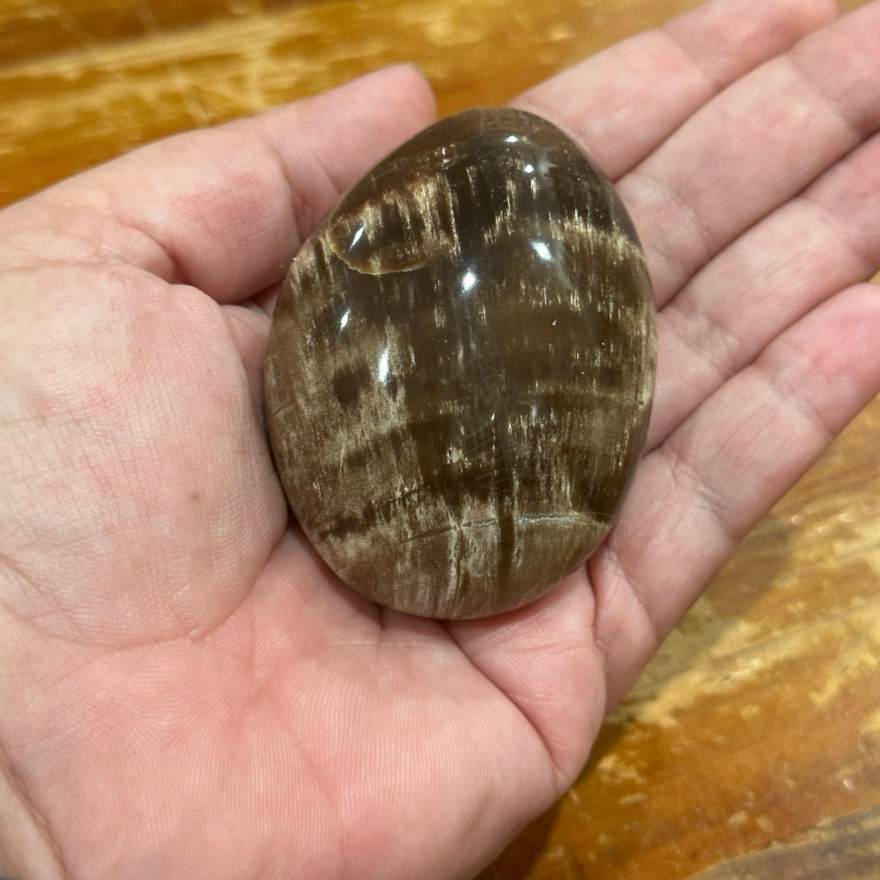 Petrified Wood Palmstone | 140g