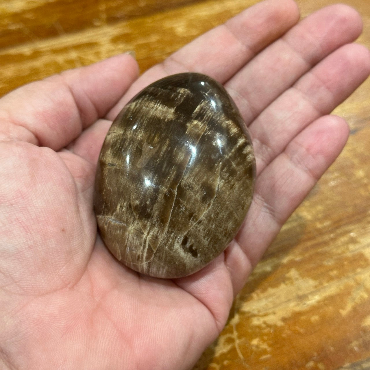 Petrified Wood Palmstone | 140g