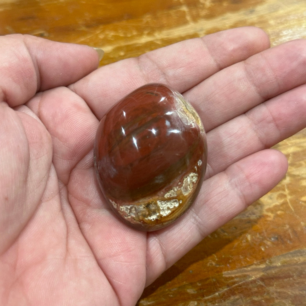 Petrified Wood Palmstone | 62g