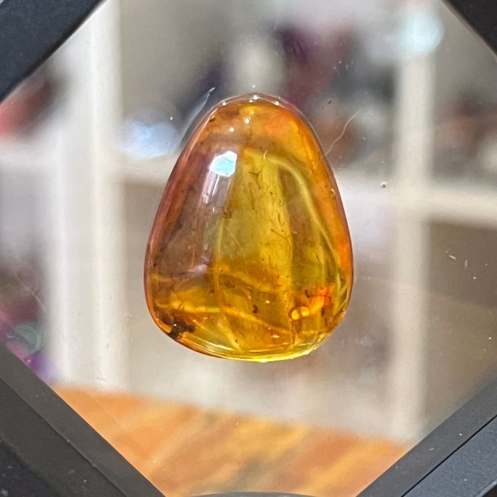 Insect in Amber