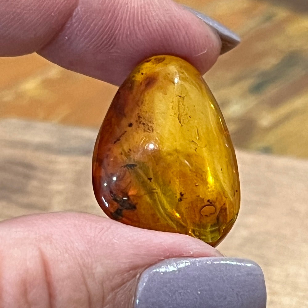 Insect in Amber