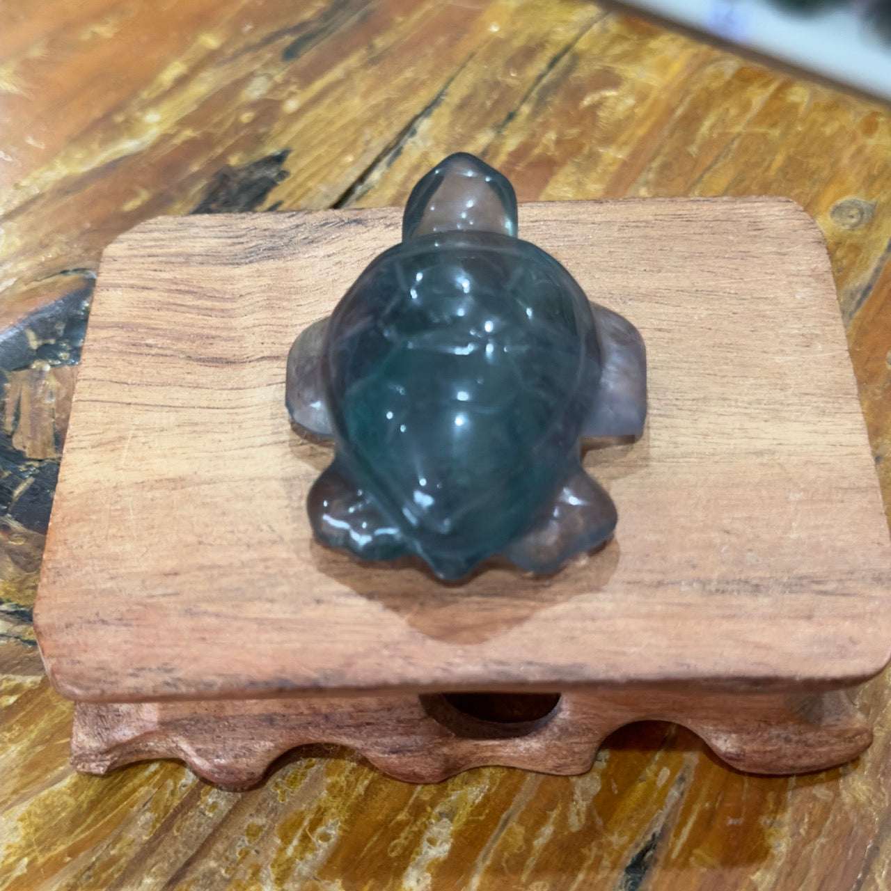 Fluorite Turtle