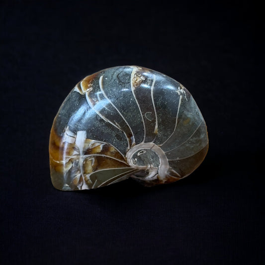 Nautilus Ammonite Fossil | 98g