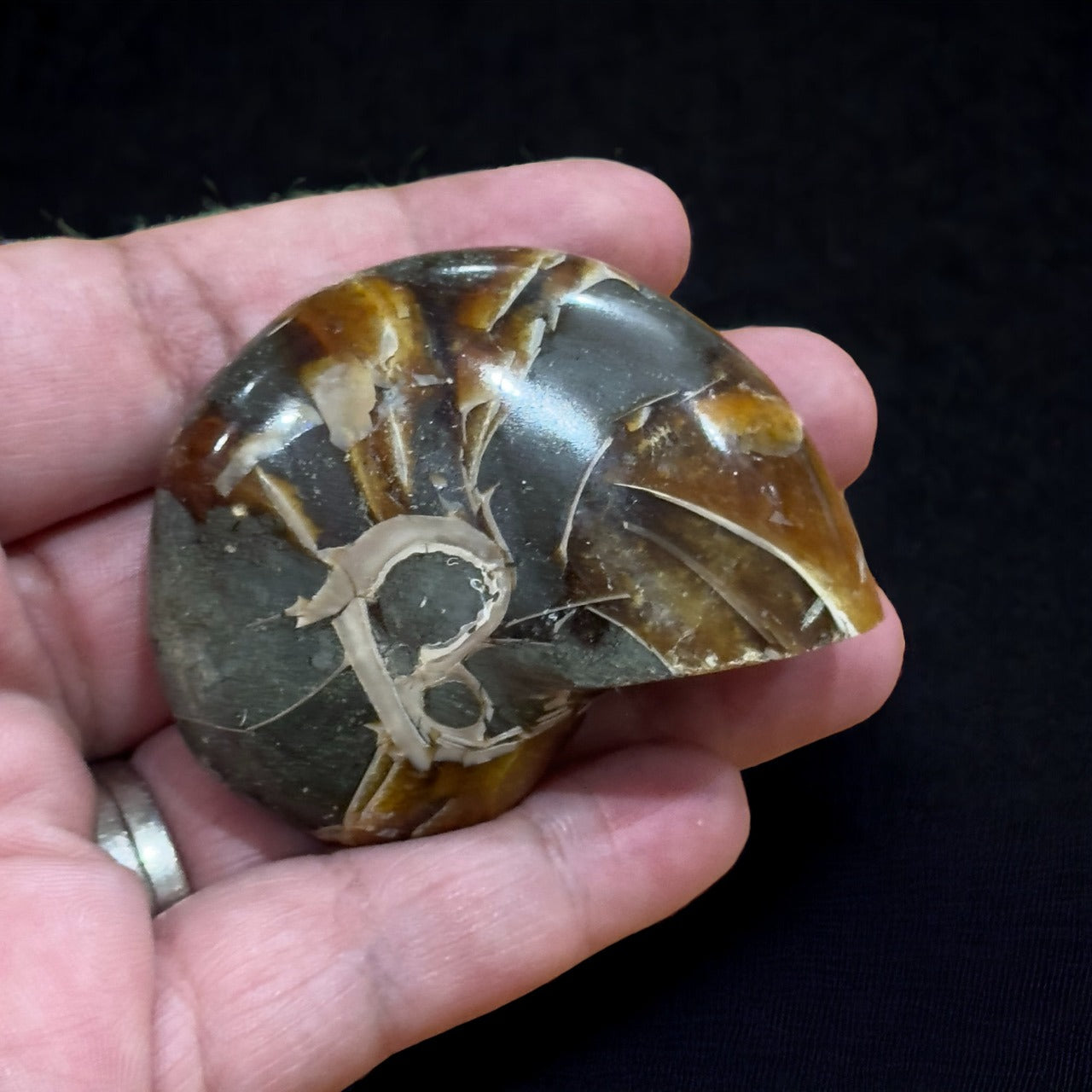 Nautilus Ammonite Fossil | 98g