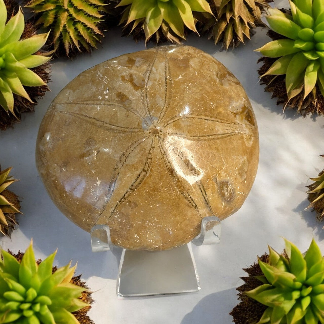 Sand Dollar Fossil