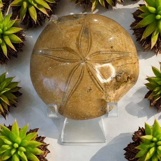 Sand Dollar Fossil