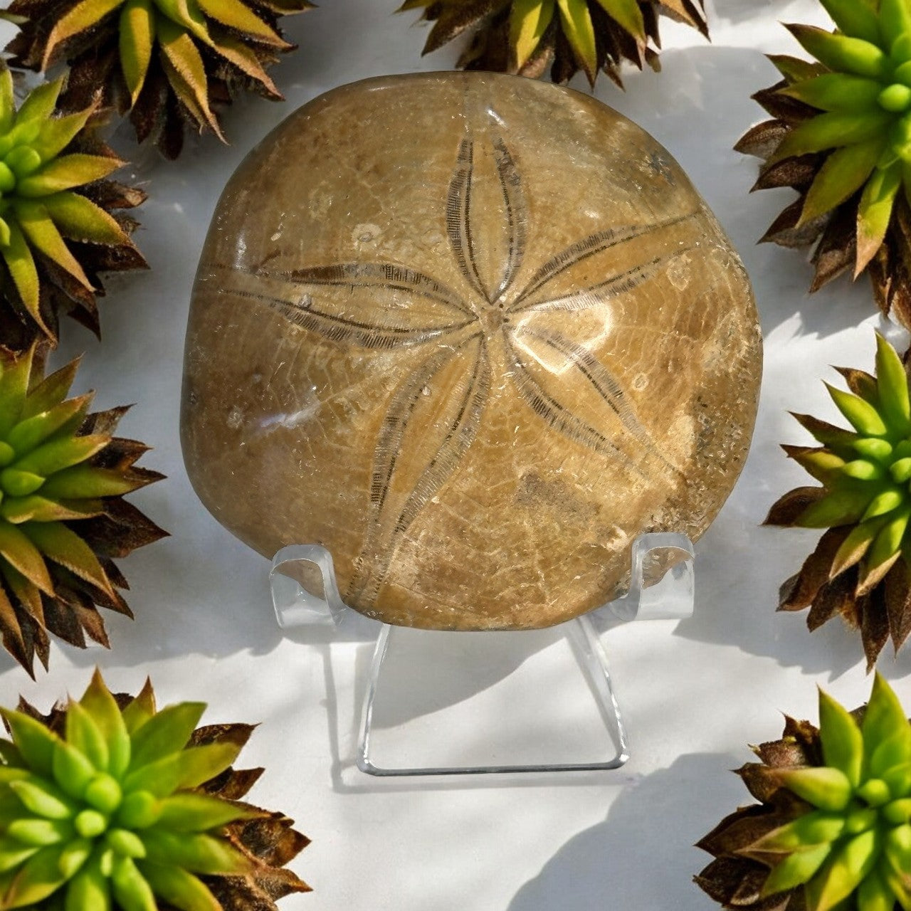 Sand Dollar Fossil