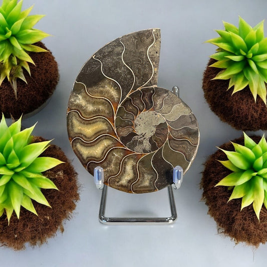 Ammonite Fossil Half with Stand