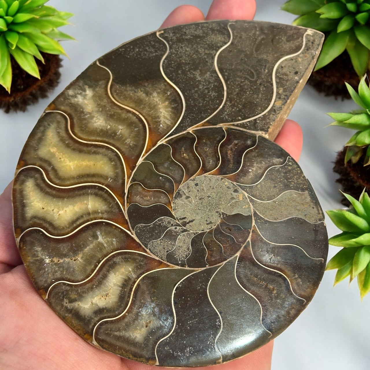 Ammonite Fossil Half with Stand