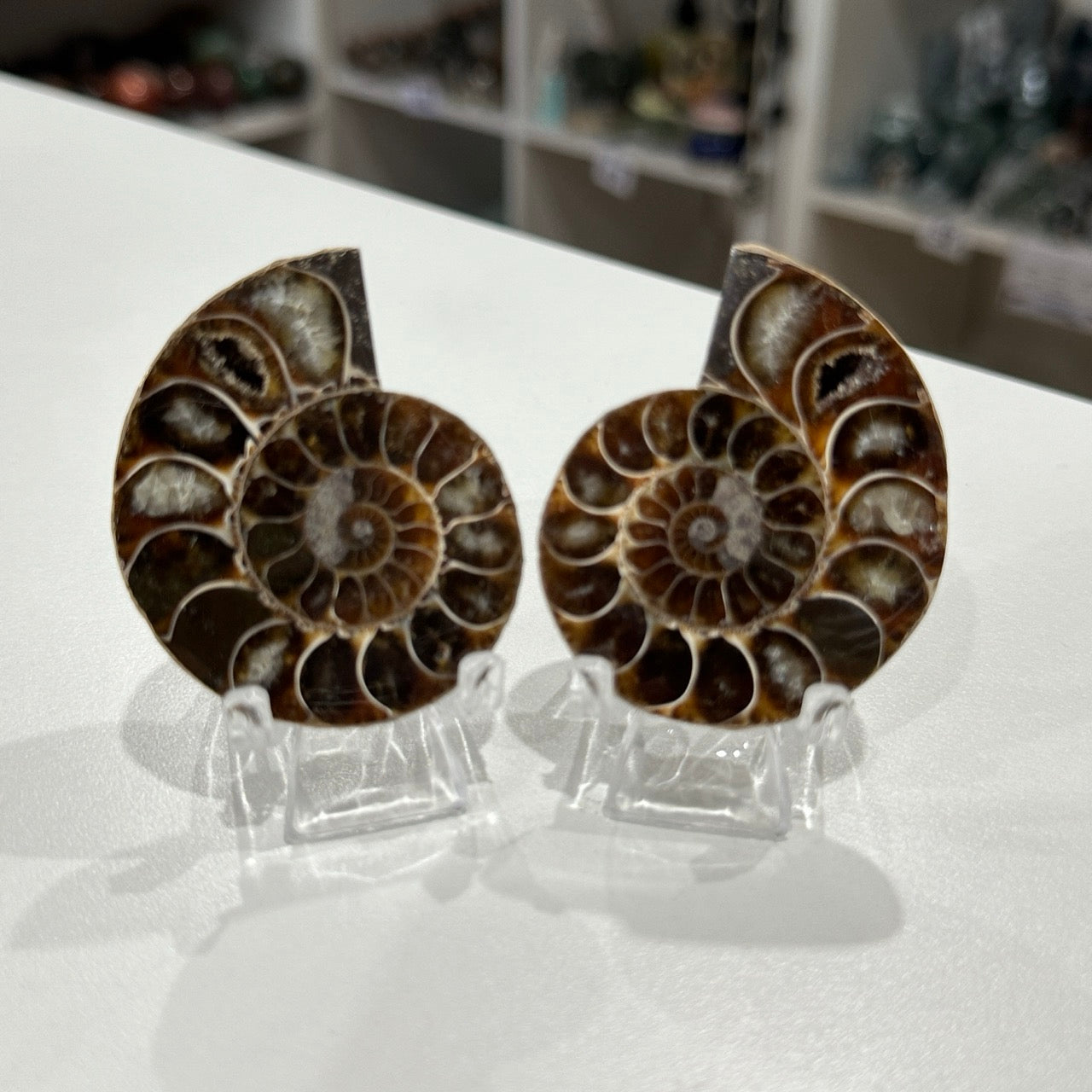 Ammonite Pair