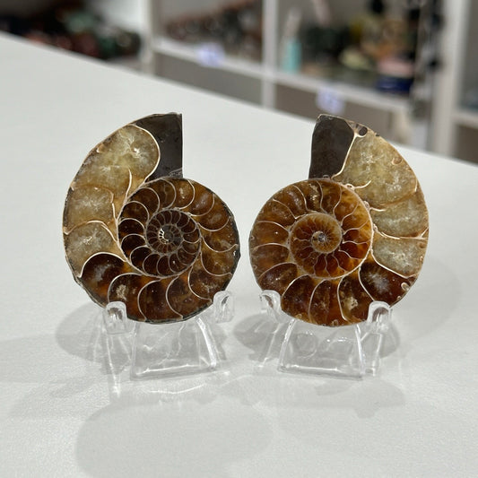 Ammonite Pair