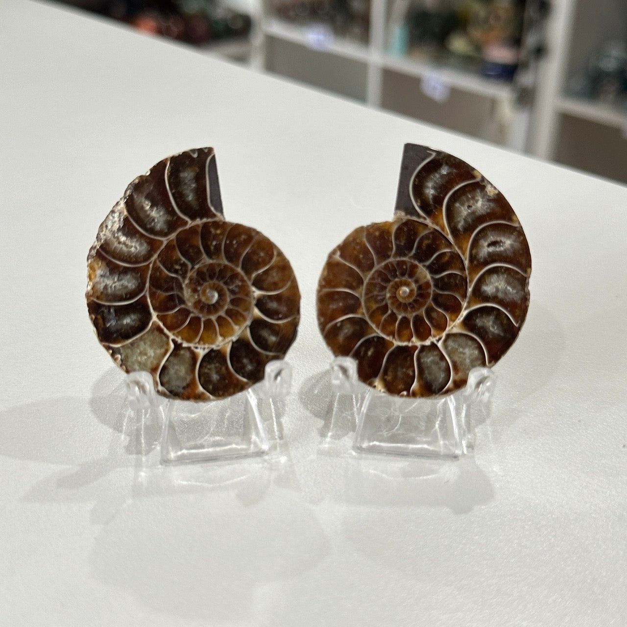 Ammonite Pair