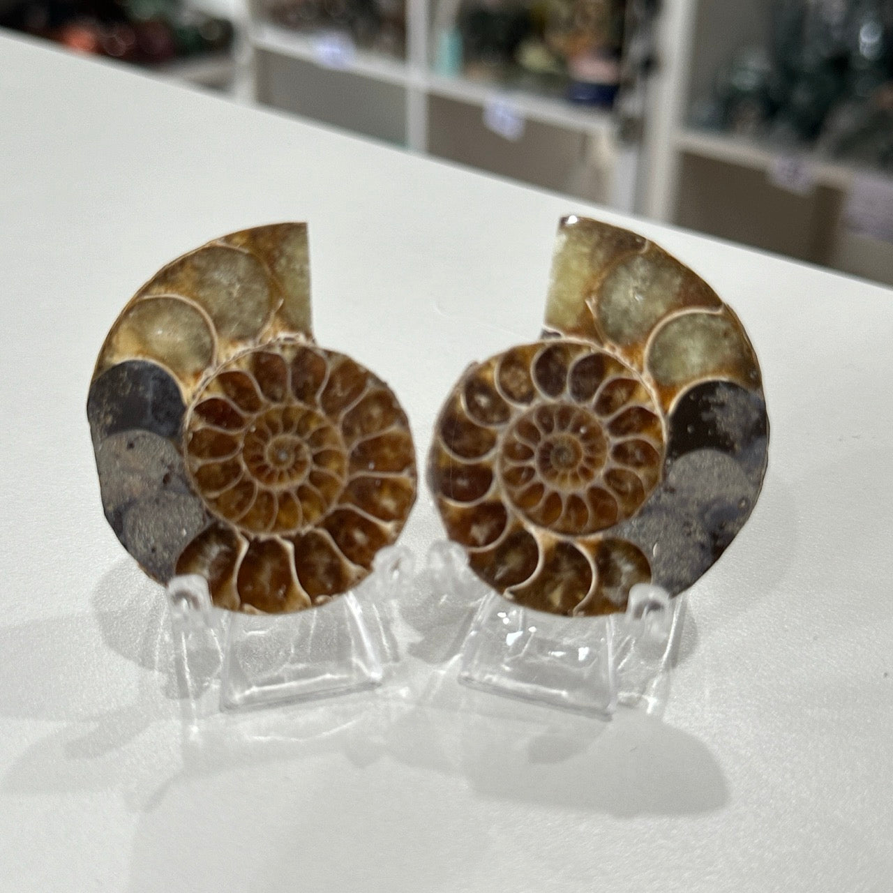 Ammonite Pair