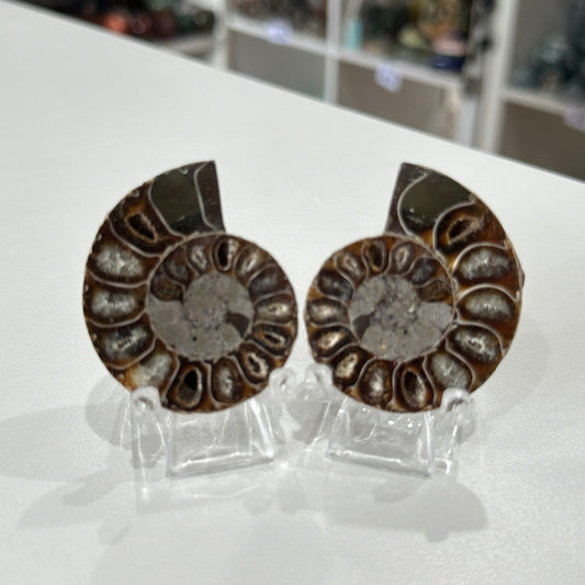 Ammonite Pair