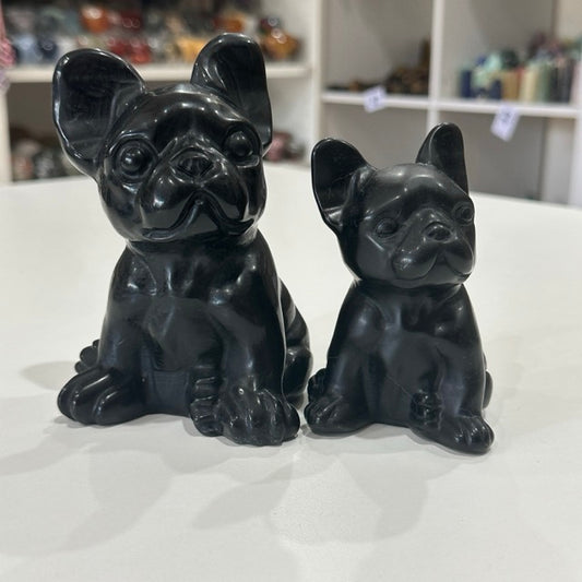 Black Obsidian French Bulldogs