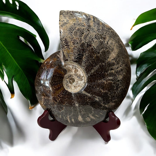 Large Ammonite Fossil with stand | 1.89kg