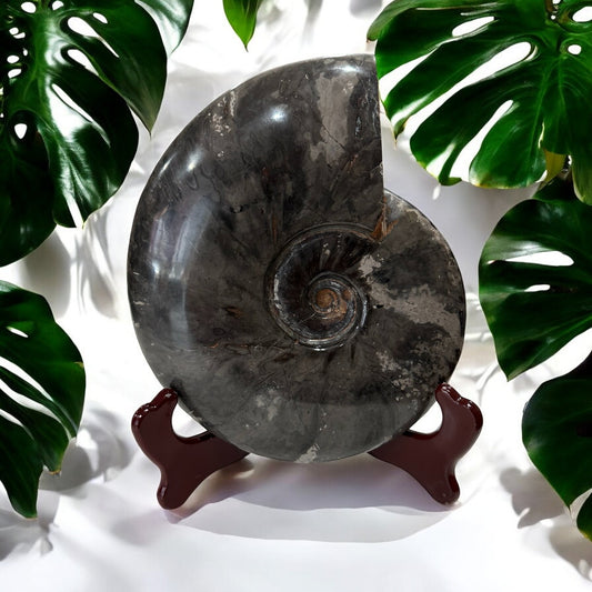 Large Black Ammonite Fossil with stand | 1.1kg