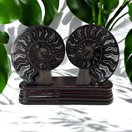 Black Ammonite Fossil Halves with stand | 423g