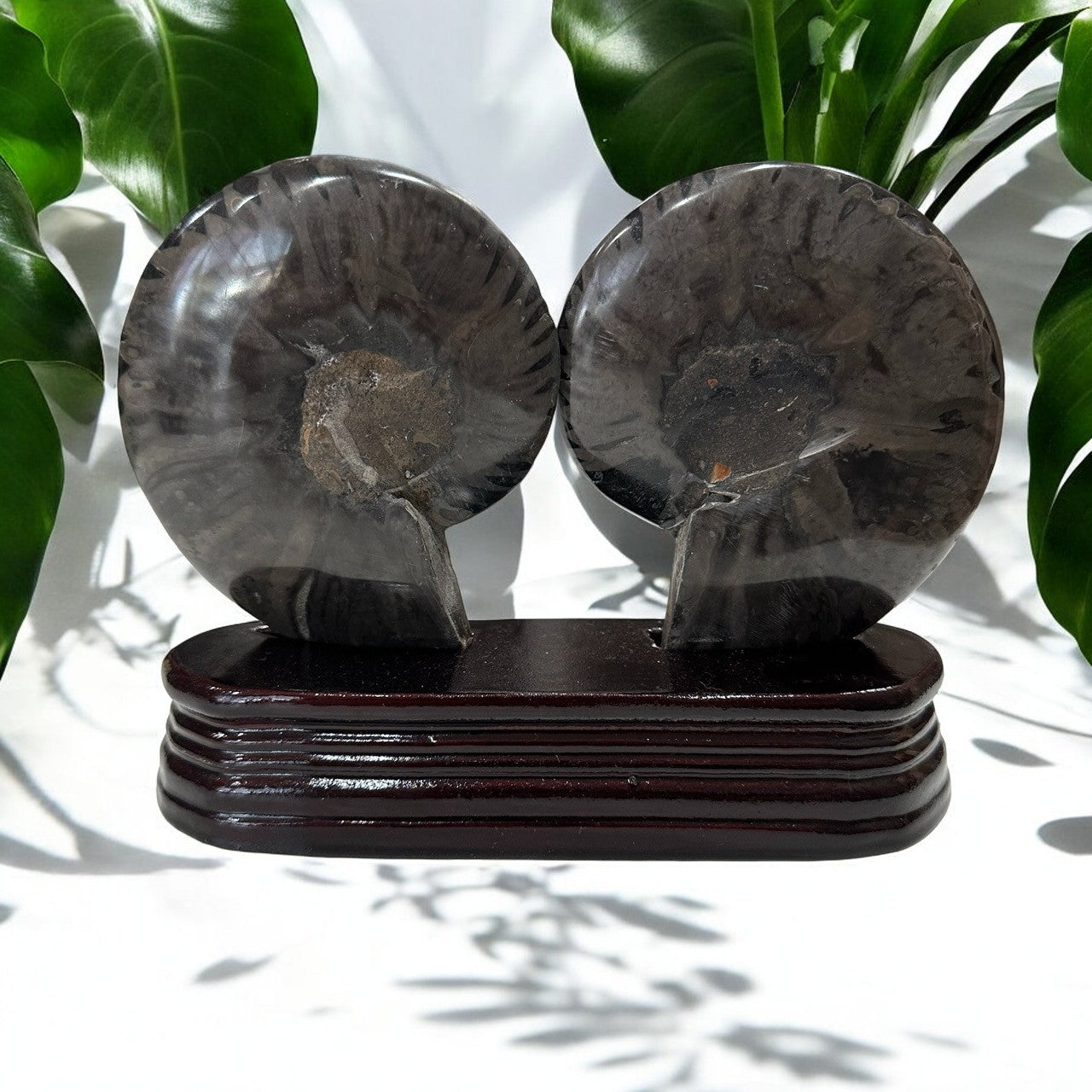 Black Ammonite Fossil Halves with stand | 423g