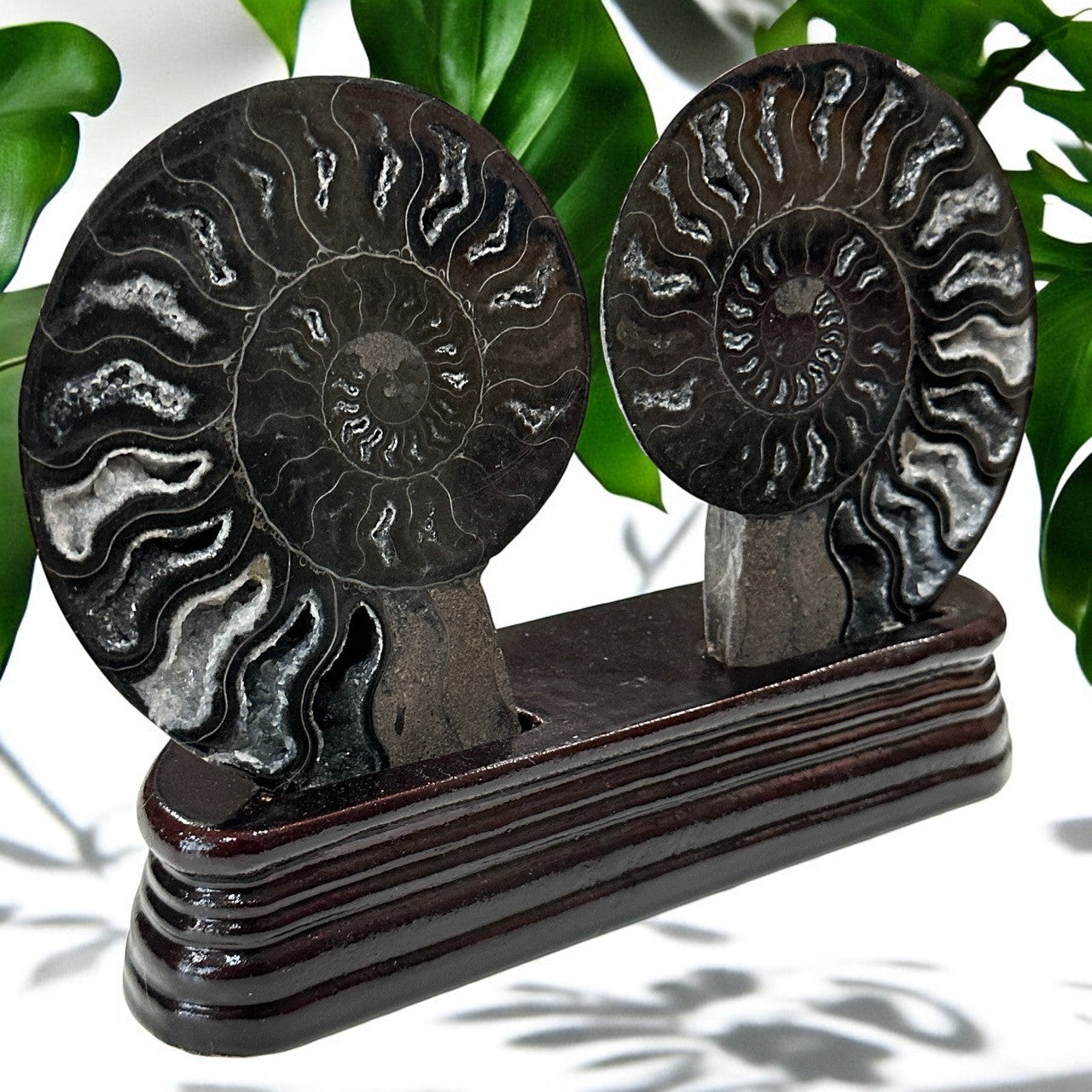 Black Ammonite Fossil Halves with stand | 423g