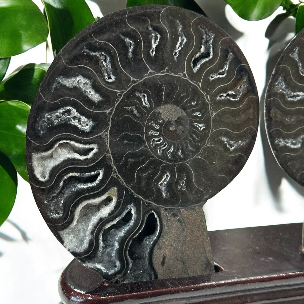 Black Ammonite Fossil Halves with stand | 423g