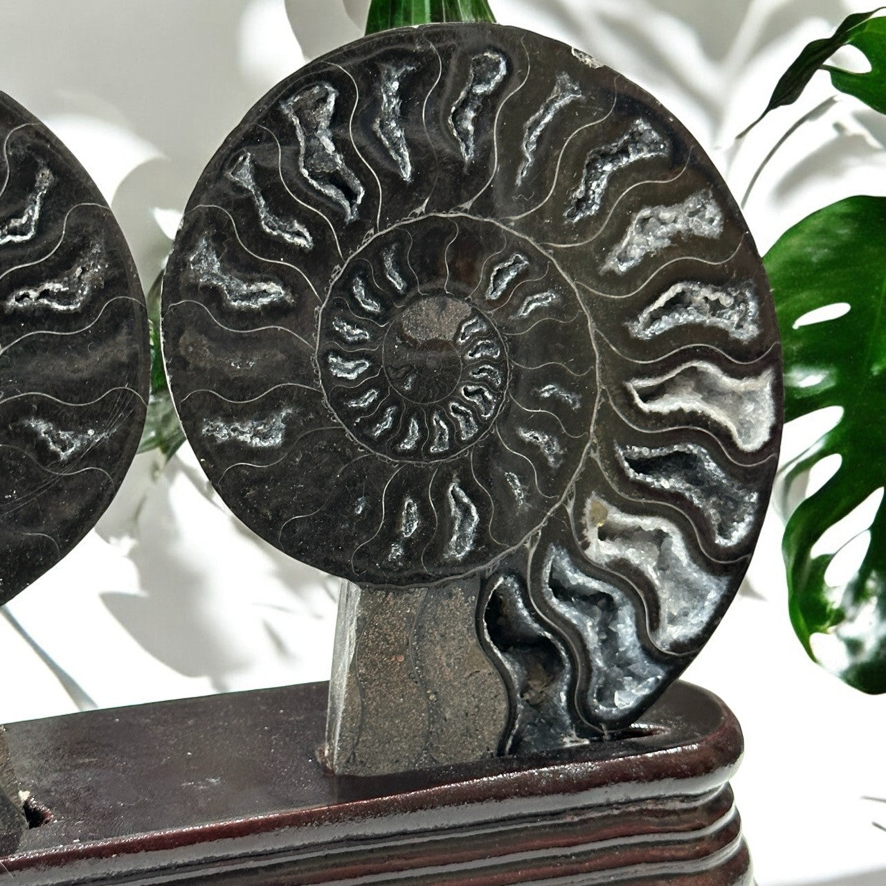 Black Ammonite Fossil Halves with stand | 423g